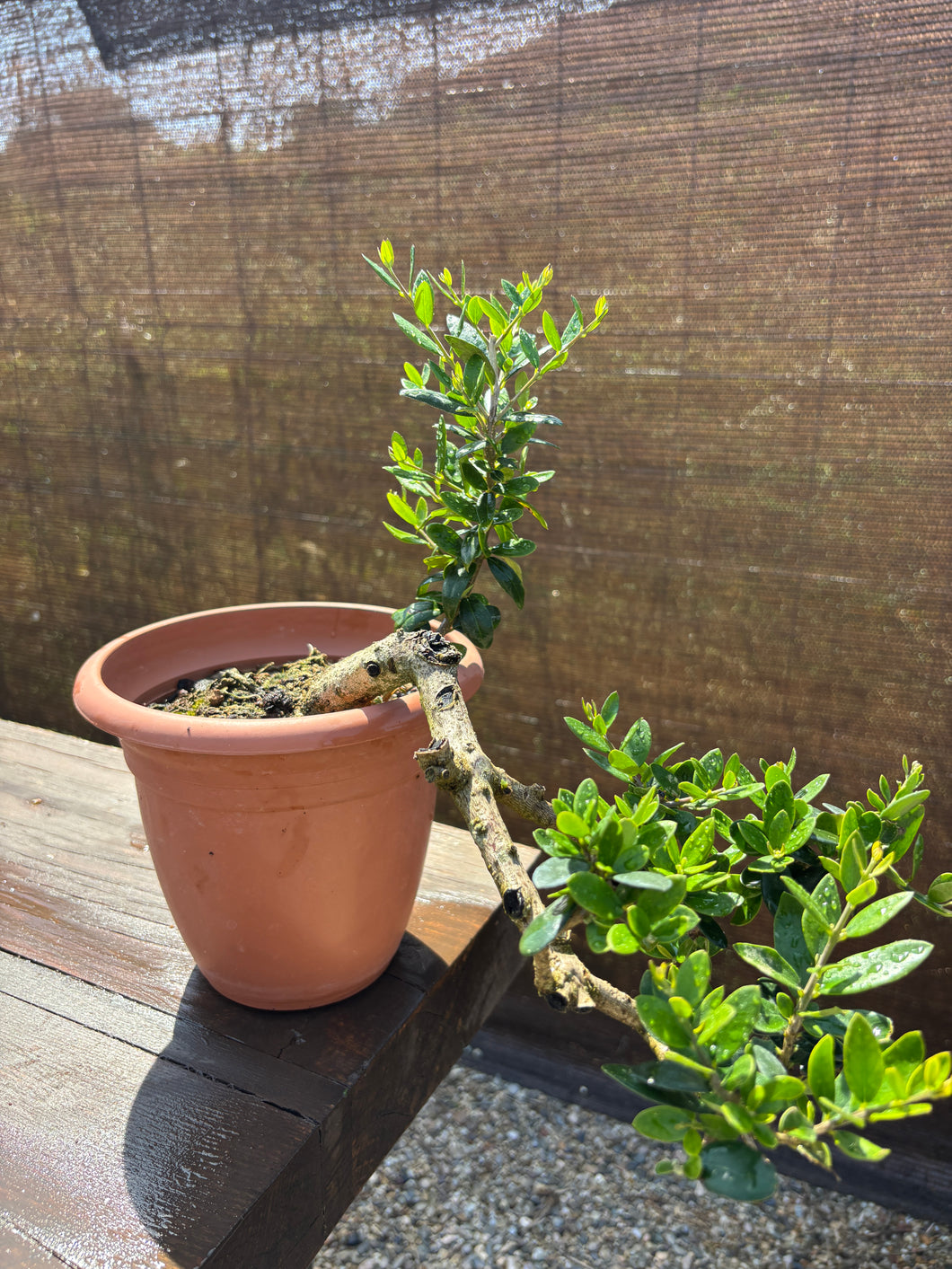 Prebonsái Olea Europaea (Olivo)