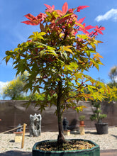 Cargar imagen en el visor de la galería, Bonsái Acer Palmatum Deshojo 10 años
