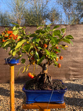 Cargar imagen en el visor de la galería, Bonsái Malus 12 años (MANZANO)
