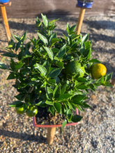 Cargar imagen en el visor de la galería, Bonsái Citrus Myrtifolia 12 años
