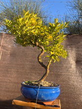 Cargar imagen en el visor de la galería, Bonsái Citrus Myrtifolia 10 años

