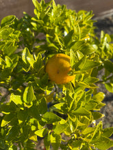 Cargar imagen en el visor de la galería, Bonsái Citrus Myrtifolia 10 años
