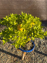 Cargar imagen en el visor de la galería, Bonsái Citrus Myrtifolia 10 años
