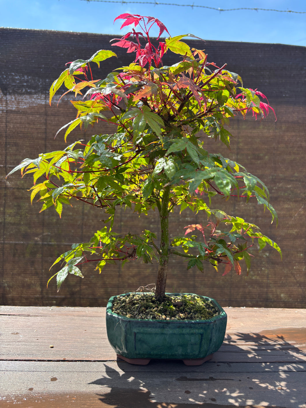 Bonsái Acer Palmatum Deshojo 10 años