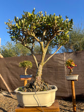 Cargar imagen en el visor de la galería, Bonsái Olea Europaea Sylvestris (ACEBUCHE)
