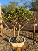Cargar imagen en el visor de la galería, Bonsái Olea Europaea Sylvestris (ACEBUCHE)
