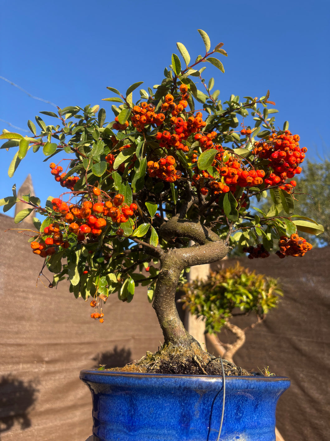 Bonsái Pyracantha 10 años