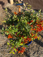 Cargar imagen en el visor de la galería, Bonsái Pyracantha 10 años
