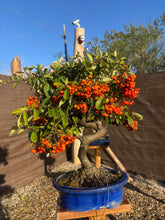 Cargar imagen en el visor de la galería, Bonsái Pyracantha 10 años
