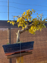 Cargar imagen en el visor de la galería, Buganvilla bonsái
