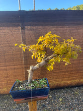 Cargar imagen en el visor de la galería, Buganvilla bonsái
