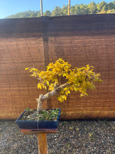Cargar imagen en el visor de la galería, Buganvilla bonsái
