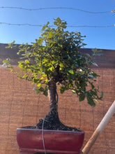 Cargar imagen en el visor de la galería, Quercus suber - alcornoque mediterráneo 10 años
