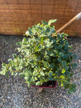 Cargar imagen en el visor de la galería, Quercus suber - alcornoque mediterráneo 10 años
