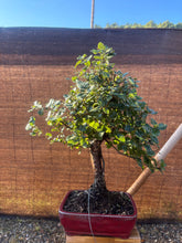 Cargar imagen en el visor de la galería, Quercus suber - alcornoque mediterráneo 10 años
