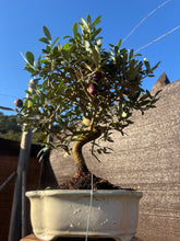 Cargar imagen en el visor de la galería, Bonsái Olivo 10 años
