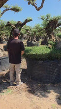 Cargar y reproducir el video en el visor de la galería, Olivo árbol ornamental inclinado
