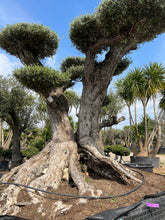 Cargar imagen en el visor de la galería, Olivo centenario nº 105 (Olea Europaea)
