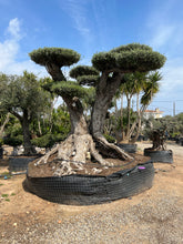 Cargar imagen en el visor de la galería, Olivo centenario nº 105 (Olea Europaea)
