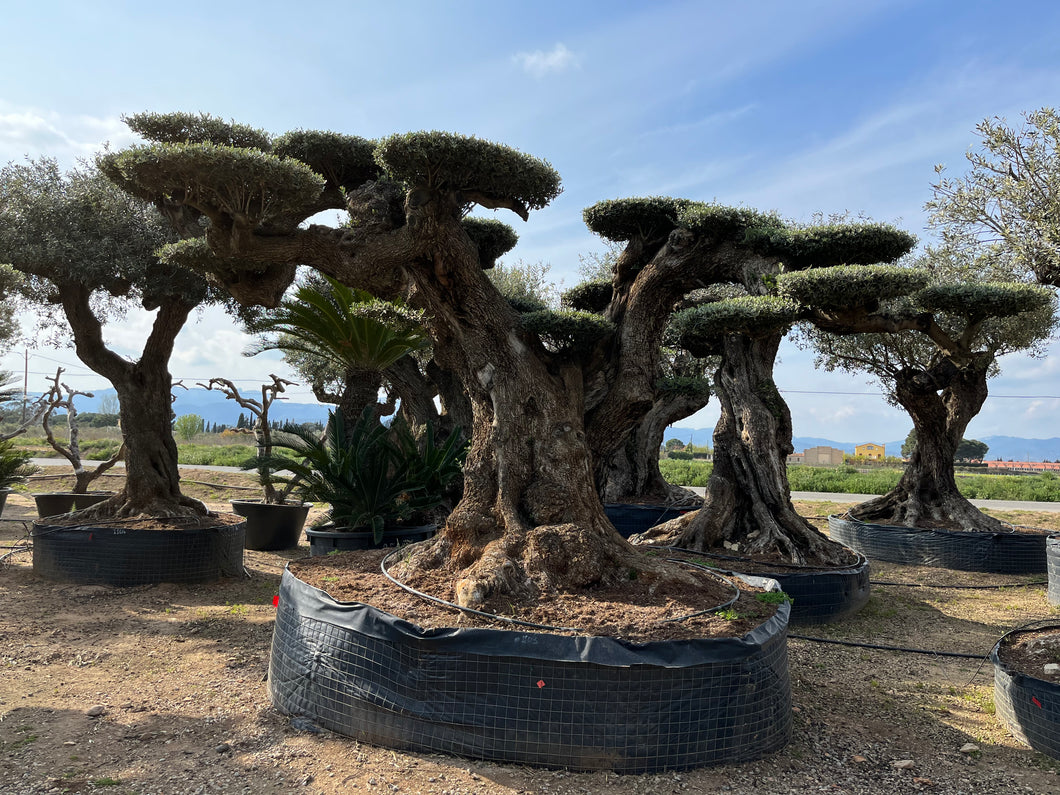 Olivo milenario 1103 (Olea Europaea)