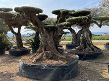 Cargar imagen en el visor de la galería, Olivo milenario 1103 (Olea Europaea)
