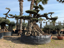 Cargar imagen en el visor de la galería, Olivo milenario 1113 (Olea Europaea)
