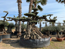 Cargar imagen en el visor de la galería, Olivo milenario 1113 (Olea Europaea)
