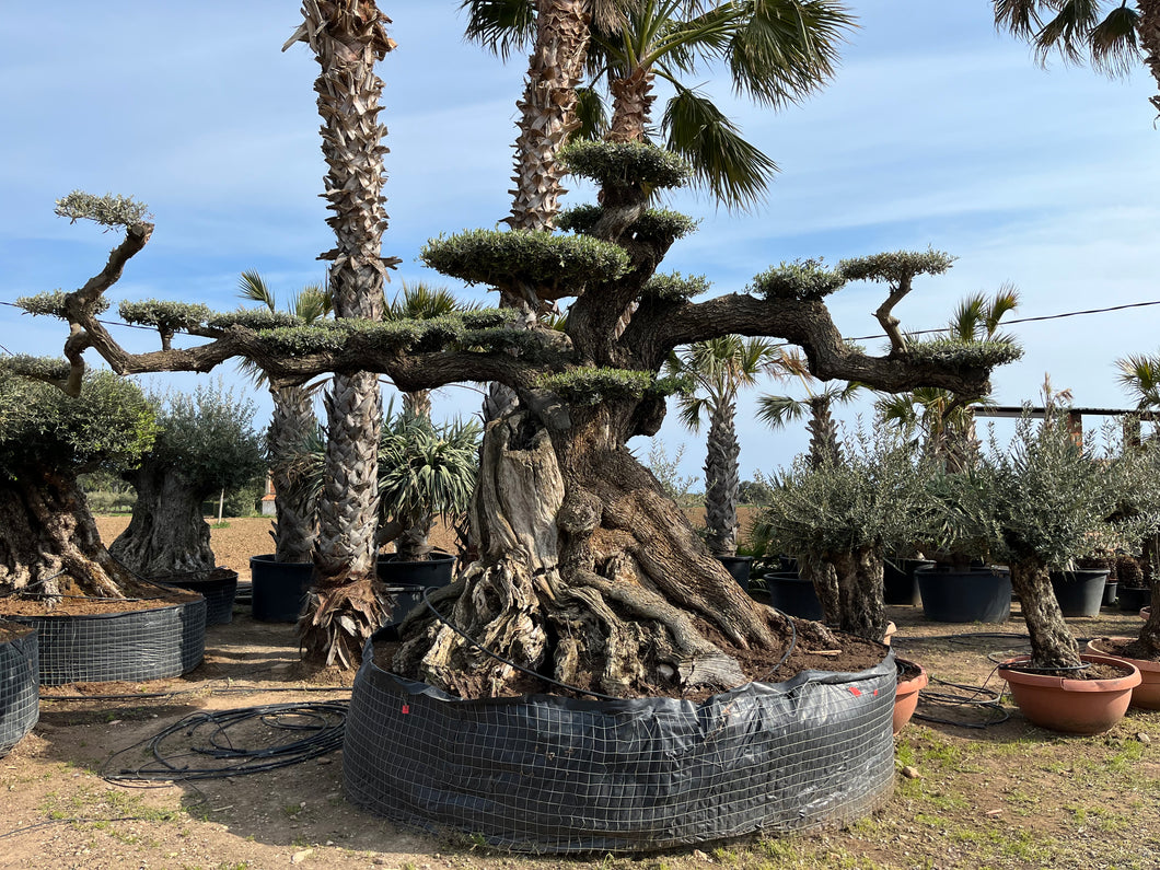 Olivo milenario 1113 (Olea Europaea)