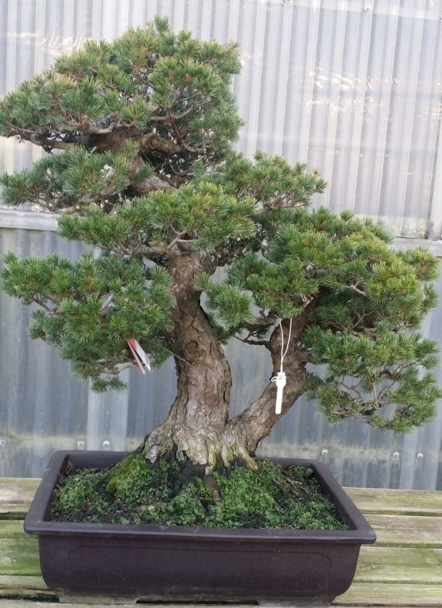 Pinus Pentaphylla suisho 68 años