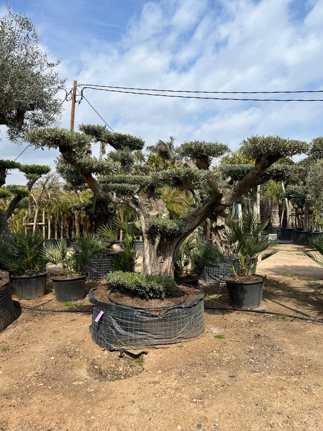 Olivo centenario nº 4 (Olea Europaea)