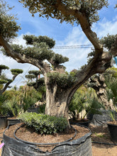 Cargar imagen en el visor de la galería, Olivo centenario nº 4 (Olea Europaea)
