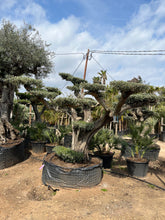 Cargar imagen en el visor de la galería, Olivo centenario nº 4 (Olea Europaea)
