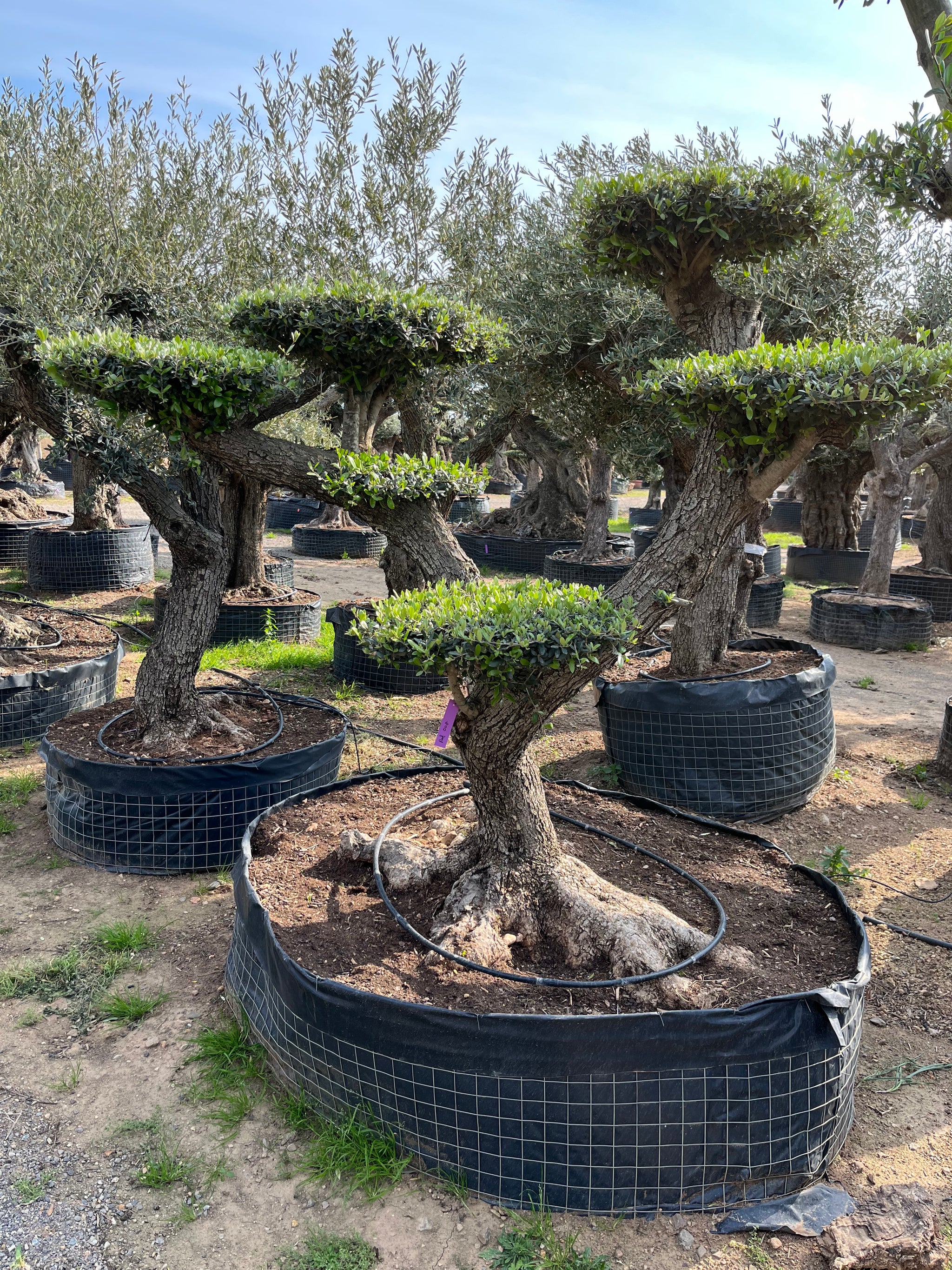 Olivo centenario nº 427 (Olea Europaea) – BONSAIS LA SELVA