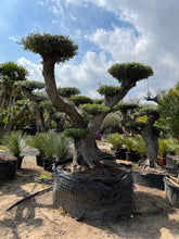 Cargar imagen en el visor de la galería, Olivo centenario nº 74 (Olea Europaea)
