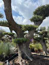 Cargar imagen en el visor de la galería, Olivo centenario nº 74 (Olea Europaea)
