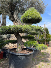 Cargar imagen en el visor de la galería, Olivo estilo japonés de 400 años (Olea Europaea)
