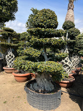 Cargar imagen en el visor de la galería, Ficus Microcarpa
