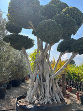Cargar imagen en el visor de la galería, Ficus Microcarpa
