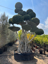 Cargar imagen en el visor de la galería, Ficus Microcarpa
