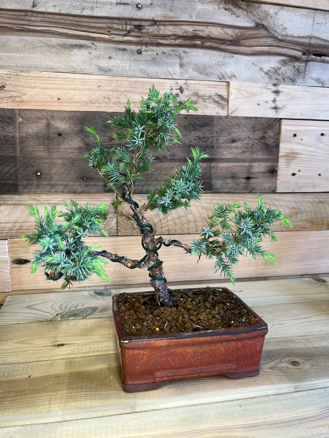 Bonsái Juniperus Procumbens Nana
