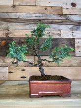 Cargar imagen en el visor de la galería, Bonsái Juniperus Procumbens Nana
