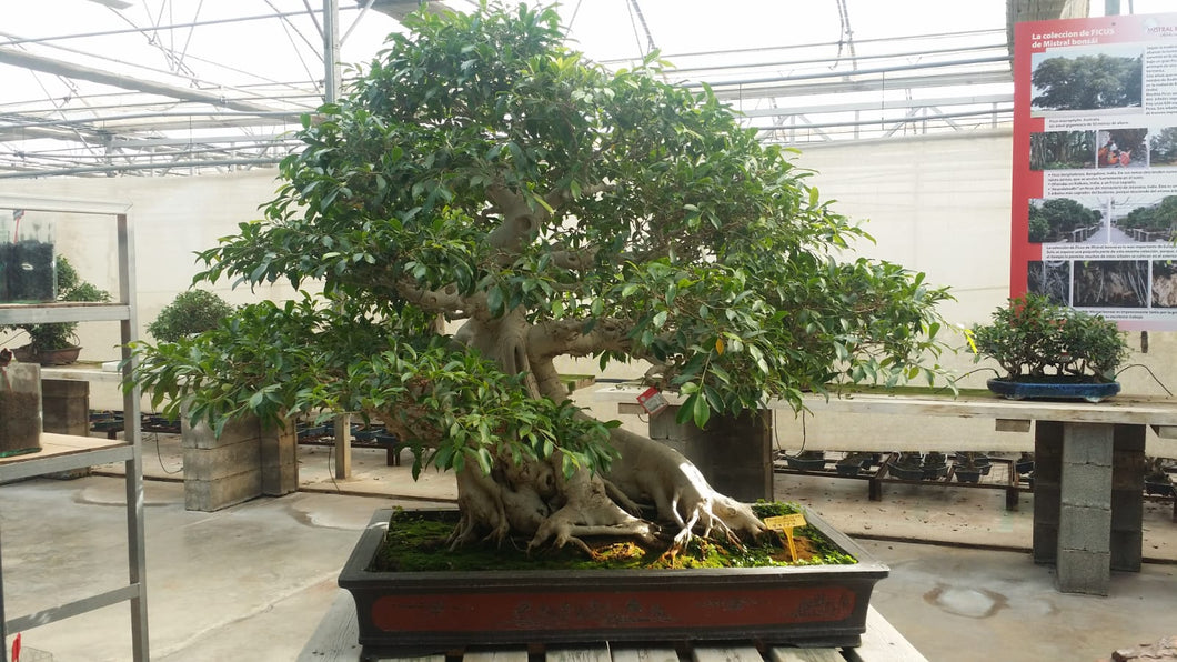 Ficus Retusa 80 años