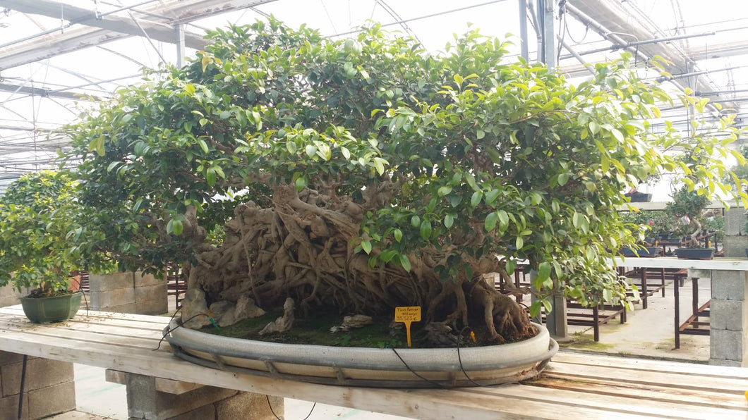 Ficus Retusa 105 años