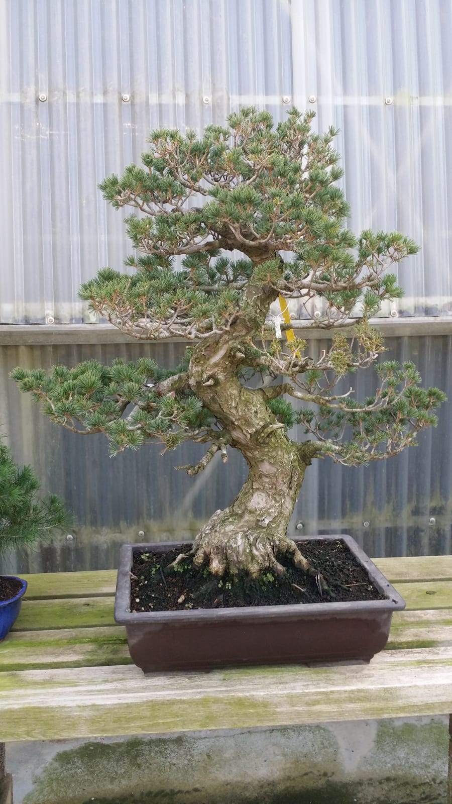 Pinus Pentaphylla Suisho 57 años