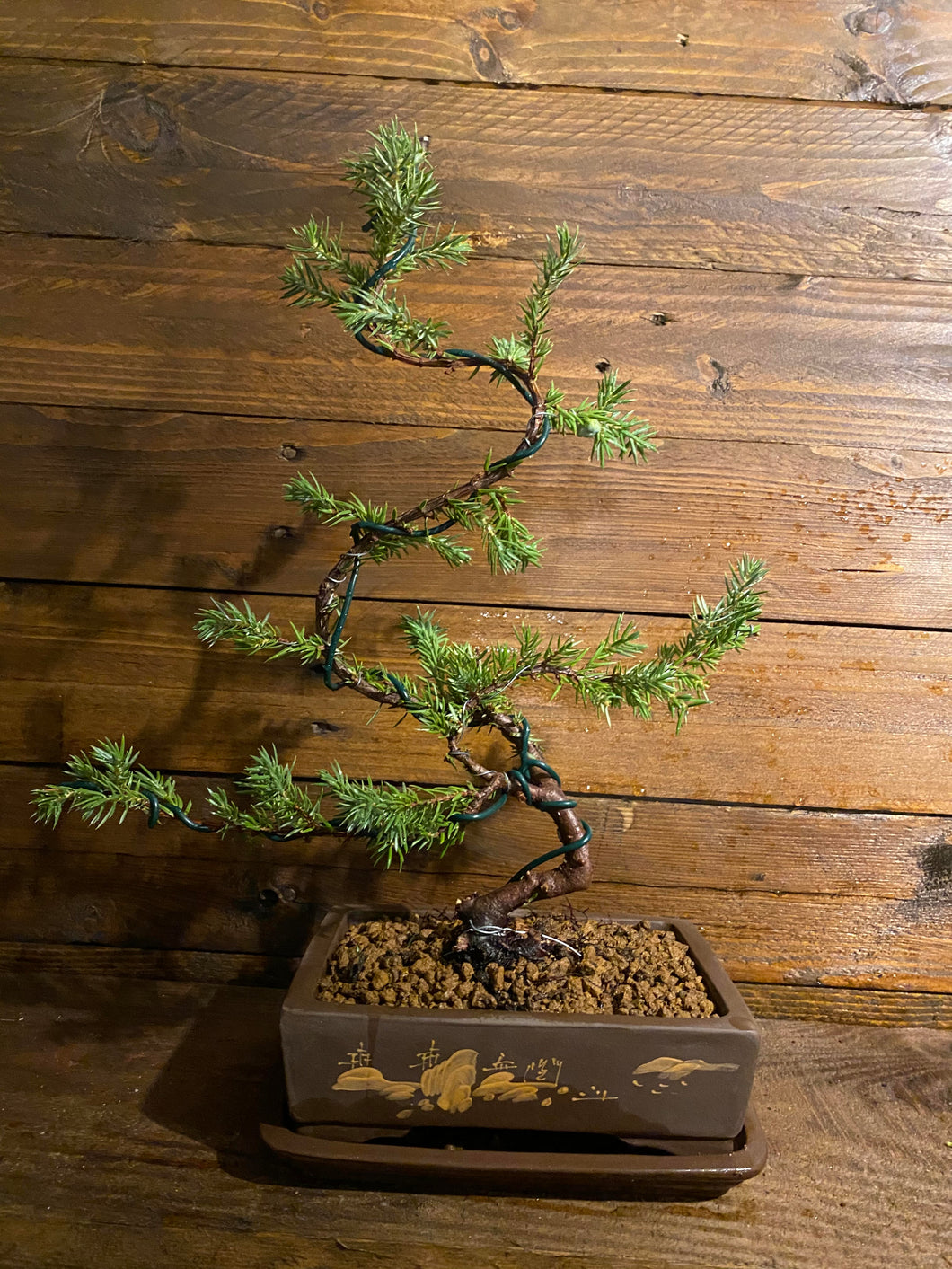 Prebonsai Junipero