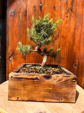 Cargar imagen en el visor de la galería, Bonsái Pinus Halepensis 9 años
