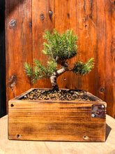 Cargar imagen en el visor de la galería, Bonsái Pinus Halepensis 9 años
