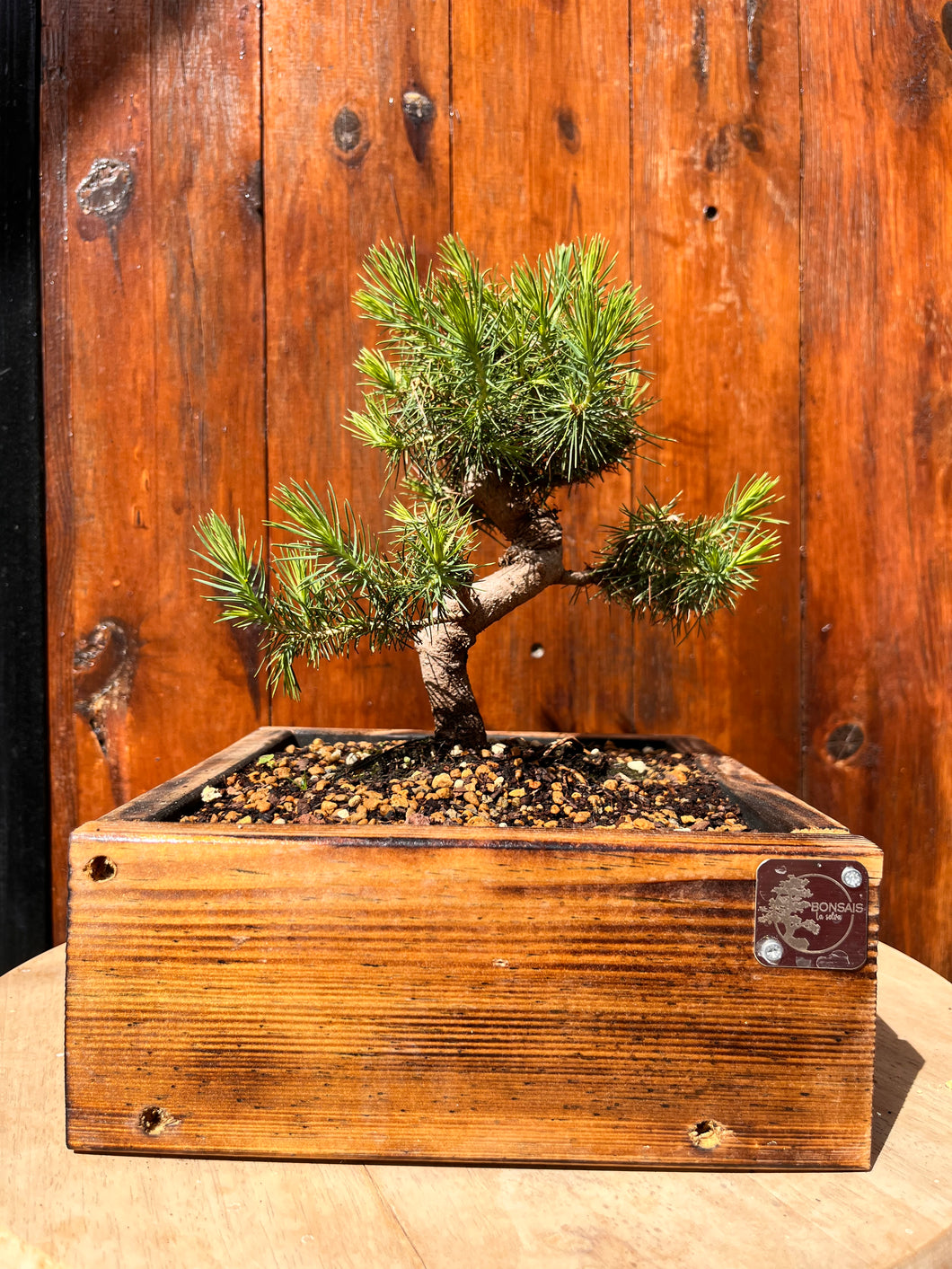 Bonsái Pinus Halepensis 9 años