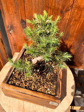 Cargar imagen en el visor de la galería, Bonsái Pinus Halepensis 9 años
