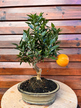 Cargar imagen en el visor de la galería, Bonsái Citrus Myrtifolia (Naranjo moruno) 10 años
